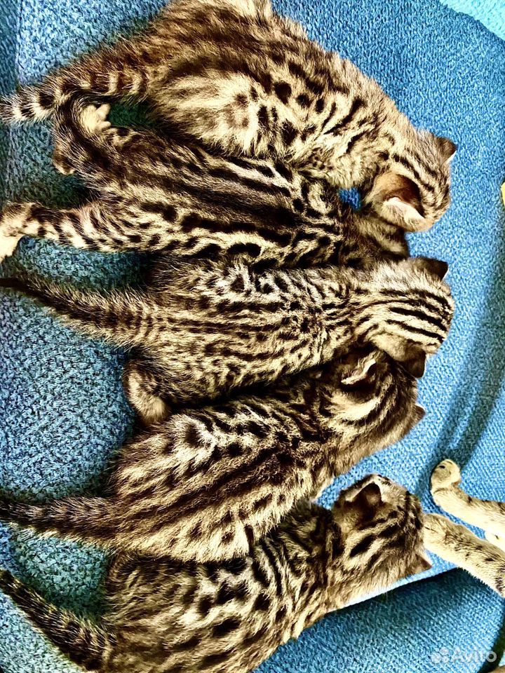 Бенгальские котята купить на Зозу.ру - фотография № 7