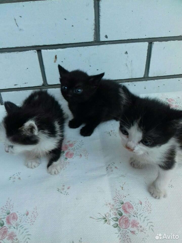 Месячные котята- черный и пятнистый мальчики и кош купить на Зозу.ру - фотография № 1