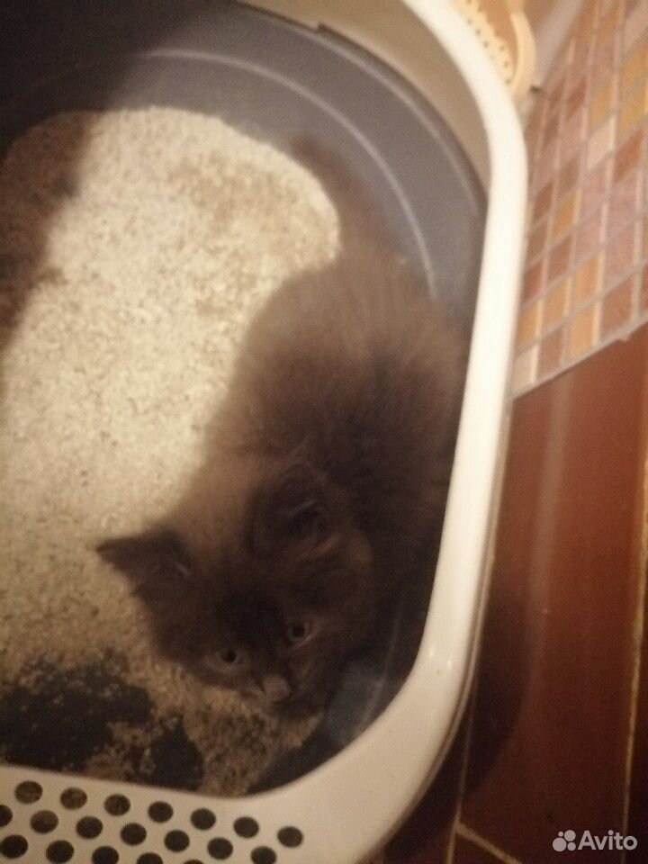 Кошка ангорка, 2 месяца. ласковая, шустрая, туалет купить на Зозу.ру - фотография № 3