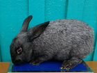 Кролики породы Полтавское Серебро объявление продам