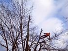 Удаление деревьев,измельчитель веток Ярославль объявление продам