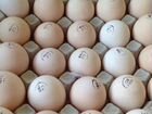 Кобб 500 инкубационное яйцо и бройлер (Чехия) объявление продам