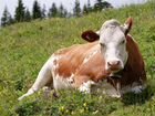 Тельная Корова с бычком объявление продам