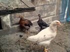 Двухмесячные цыплята объявление продам