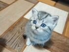 Продам шотландских котят объявление продам