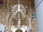 Модель скелета человека 3B Scientific объявление продам