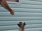 Стерилизованная небольшая собака объявление продам