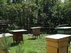 Продам пасеку с пчелами и медом объявление продам