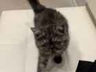 Ласковый котёнок экзот объявление продам