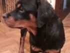 Найден щенок ротвейлера объявление продам