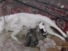Продам щенков западно-сибирской лайки объявление продам