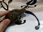 Черепахи объявление продам