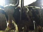 Корова Айширской породы объявление продам