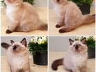 Невские маскарадные котята из питомника объявление продам
