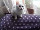 Ангорский котёнок объявление продам