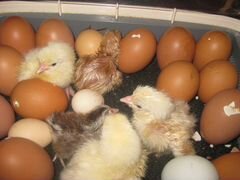 Цыплята и инкубационное яйцо породной птицы