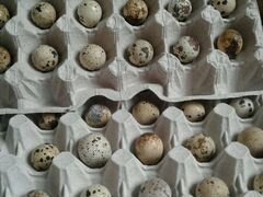 Перепела -Цыплята и Инкубационное яйцо техаский оп