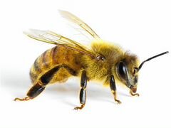 Пчелы зимовалые в ульях