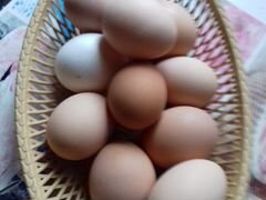 Яйцо инкубационное от домашних курочек