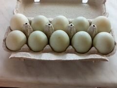 Инкубационное яйцо, Индийский бегунок