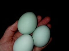 Легбар Маран яйцо инкубационное