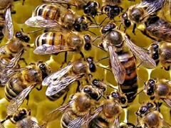 Пчёлы. Пчелосемьи