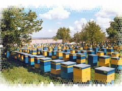 Пчелы, Пчелосемья