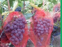 Мешочки для винограда (защита от ос и птиц)