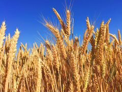 Семена озимой пшеницы:Алексеич, Безостая 100, Гром