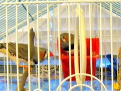 Амадина зебровая. Коллекция прекрасных птиц