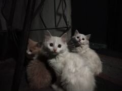 Пушистые белые котята
