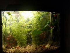 Аквариум панорамный с рыбами