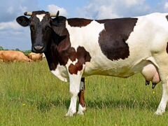 Коровы на мясо живым весом
