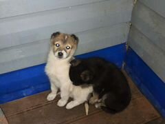 Два щенка ищут новый дом