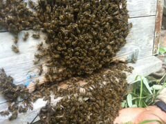 Пчелопакеты, пчелосемьи Карпатской породы