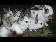В продаже кролики