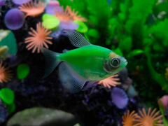 Цветные рыбки гло Тернеции