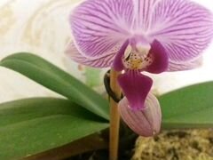 Орхидеи Фаленопсис мини