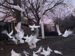 Белые почтовые голуби