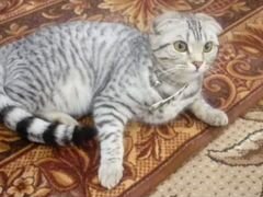 Кошка ищу бенгальского кота кошечки для вязки