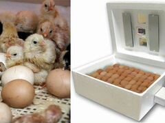 Инкубатор несушка на 104 яйца с влагомером