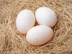 Инкубационные яйца уток