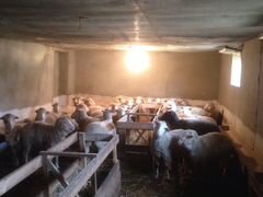 Овцы матки откормленные 20-25кг мяса
