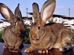 Кролики (самки) Бельгийский фландр