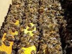 Пчелопакеты Бузулук #1