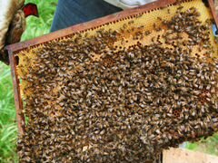 Пчелопакеты.пчелы