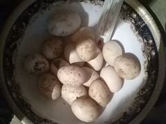Яйца утиные каролевские