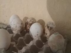 Яйца холмогорских гусей чисто породние