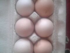 Продам куриные инкубационные яйца