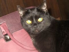 Ищу обычного (не породистого) черного кота